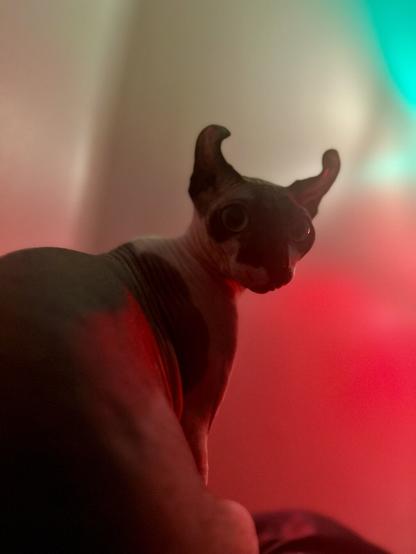 Elf cat focuses on camera
