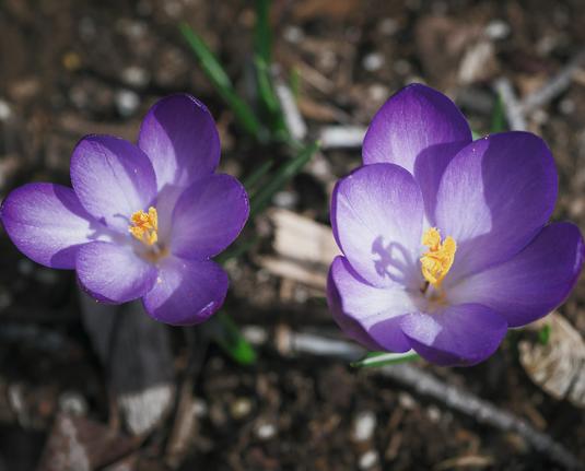 Two vibrant purple crocus flowers with yellow-orange stamens are blooming in a garden. The flowers are surrounded by a background of soil and scattered dry leaves.