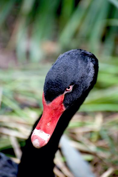 Black Swan, black bird, Australian bird, red beak, glare, angry swan, swan head shot,