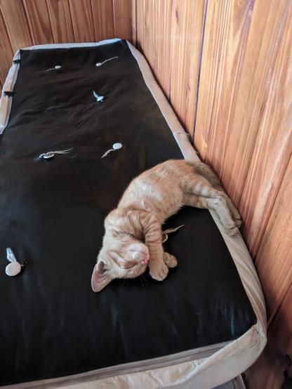 Un gatito de color anaranjado está durmiendo plácidamente sobre un colchón negro. El colchón tiene bordes beige y está colocado en una esquina de una habitación con paredes de madera. El gatito está acurrucado con las patas delanteras juntas y parece estar muy cómodo. Hay algunos hilos sueltos y botones en el colchón.