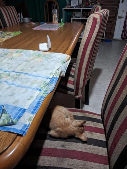 Un gatito de color naranja está durmiendo en una silla con un diseño de rayas verticales en tonos rojo, beige y negro. La silla está junto a una mesa de madera que tiene manteles individuales de diferentes colores y diseños. Sobre la mesa hay un pequeño contenedor blanco abierto y algunos objetos más, como un paquete de galletas y un par de objetos verdes. Al fondo, se puede ver una estantería con varios adornos y una pared de ladrillo.