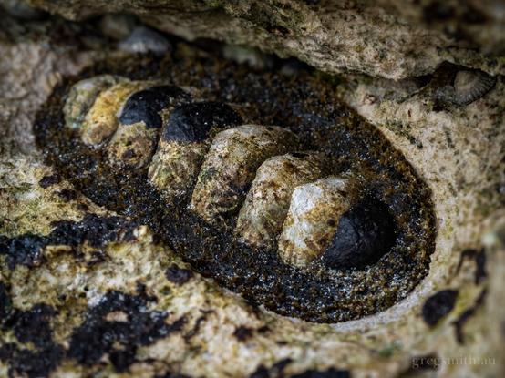 A giant chiton, Plaxiphora albida, on a rock.