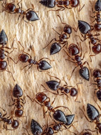 A swarm of cocktail ants, Crematogaster sp., on the bare trunk of a eucalyptus tree.
