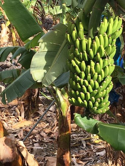 Eine Bananenpflanze in einer Plantage auf Gomera. Grüne Bananen hängen in einer riesigen Traube  an der Pflanze, März 2016. Die Blätter sterben ab und bilden den kräftigen braunen Stamm.