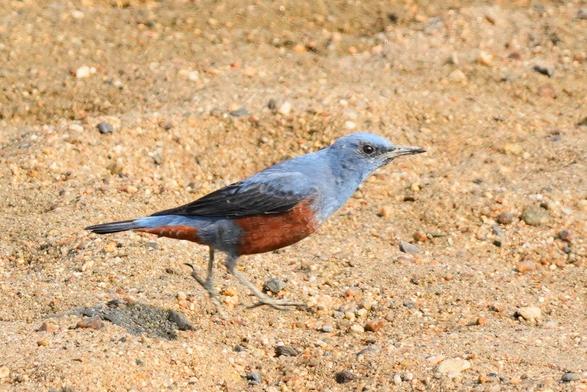 A brilliant blue and red bird hopping around a sandy river bank.