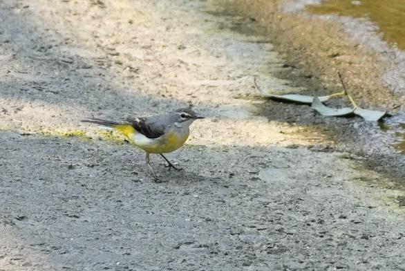 A gray bird with a yellow belly and long tail on a concrete stream channel.