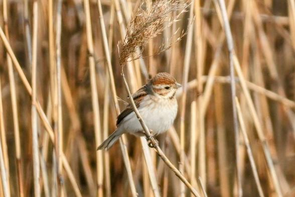 A round white and brown bird perched on a reed.