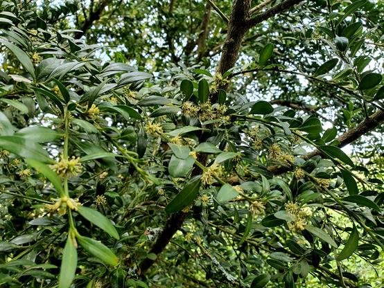 Foto das ramas dun buxo con moita flor