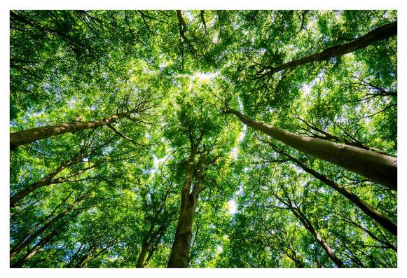 **Motiv:** Das Bild zeigt einen Blick von unten in einen Wald, wo hohe Bäume mit dichter, grüner Blattkrone den Himmel umrahmen. Das Sonnenlicht durchbricht die Blätter und schafft eine lebendige, einladende Szene voller Leben und Natur.

**Stimmung und Wirkung:** Die Atmosphäre ist beruhigend und erfrischend, vermittelt ein Gefühl von Freiheit und Verbundenheit mit der Natur. Die Lichtspiele zwischen den Blättern erzeugen ein harmonisches Wechselspiel aus Licht und Schatten, das ein Gefühl von Ruhe und Erneuerung hervorruft.

**Technische Details:** Die dominierenden Farben sind verschiedene Grüntöne durch das Blattwerk der Bäume, ergänzt von hellen Lichtstrahlen. Das Bild ist hell und gut beleuchtet, mit einer klaren und symmetrischen Komposition, die den Blick nach oben lenkt und ein Gefühl von Höhe und Weite vermittelt.
