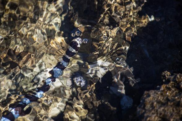 Photo taken above the surface of the sea, with the front part of a snake undulating in the water. The snake is striped black and blue.