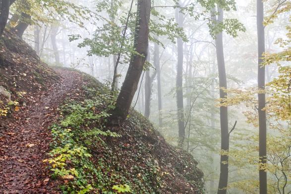 Ein aufwärts führender Waldweg an einem Abhang. Herbstliche Stimmung. In der Ferne verlieren sich die Bäume im Nebel.