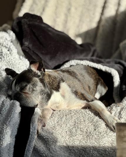 Boston Terrier asleep