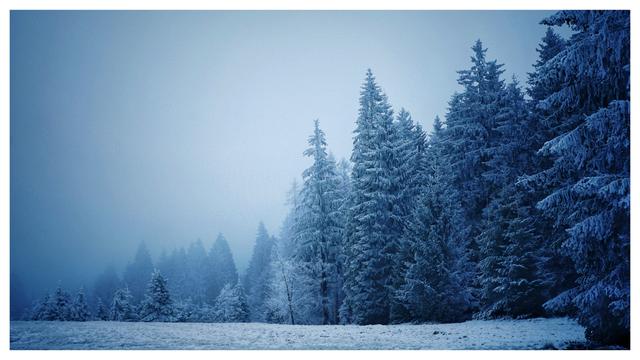 Reihe aus schneebedeckten Nadelbäumen, sie werden von rechts nach links immer kleiner, weil sie weiter hinten stehen. Die Stimmung des Bildes ist bläulich und dunkel, weil es abends ist. Es sieht kalt und still aus, im Hintergrund ist Nebel.