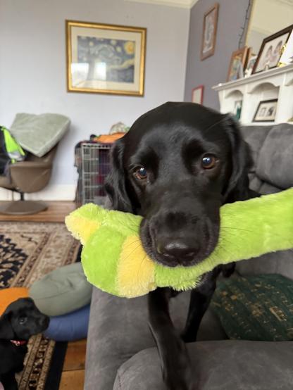 A black and white (unseen chest stripe) Springador happily holds a long frog toy, looking at the camera whilst standing on the couch. His tiny adorable adoptive sibling, Dana, a black Labrador,  photobombs the bottom left of the photo.