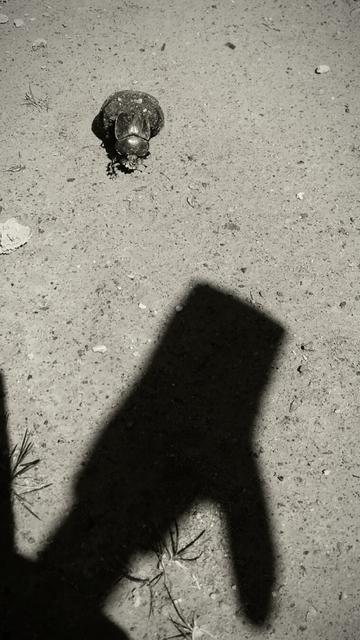 Dung beetle pushing a ball of excrement on a white road with shadow of a stick