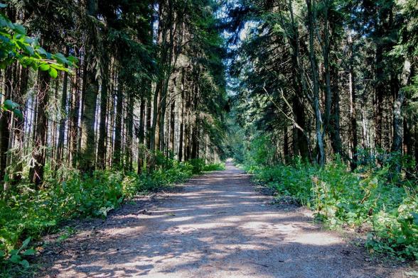 A sunlit path stretches into the distance through a dense forest. The path is a light sandy colour, contrasting with the dark shadows cast by the tall, straight trees lining both sides. Sunlight filters through the canopy, illuminating patches of the path and the lush green undergrowth that borders it. The trees are predominantly evergreens, creating a sense of depth and enclosure.