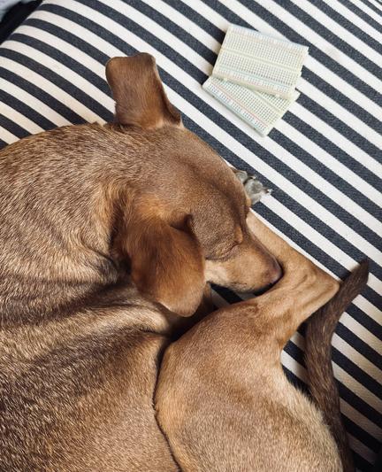 Lightbrown Podenco curled next to two breadboards, asleep.