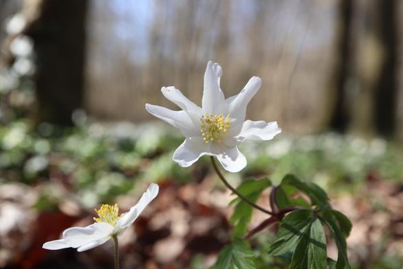 A photo taken in a forest featuring two wood anemone flowers, a vivid white color. They are 2 cm in diameter. The petals unfold in a star shape from the center of the flowers, and the stamens rise.
