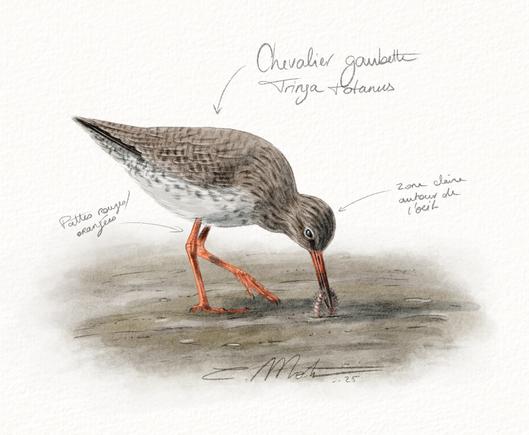 Illustration d'un Chevalier gambette en train de manger un Néréis sur le sable