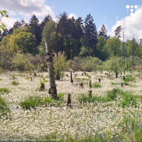 Ein Moorgebiet im Biesenthaler Becken in Brandenburg mit grünen Grasbüscheln. Zahlreiche abgestorbene Baumstümpfe ragen aus dem sumpfigen Boden. Im Hintergrund ist ein dichter Wald aus Laub- und Nadelbäumen zu sehen. Die Landschaft ist von weißen Blüten von Wasserhahnenfuß bedeckt. Der Himmel ist blau mit einigen weißen Wolken, und die Sonne scheint hell, wodurch die Natur lebendig wirkt.
Unten links ist der Fotocredit „Foto: Thünen-Institut/Cornelius Oertel“ angegeben.