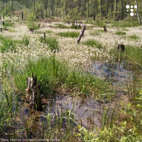 Ein Moorgebiet im Biesenthaler Becken in Brandenburg mit kleinen Wasserflächen und grünen Grasbüscheln im sumpfigen Boden. Im Hintergrund ist ein dichter Wald aus Laub- und Nadelbäumen zu sehen. Die Landschaft ist von weißen Blüten von Wasserhahnenfuß bedeckt. 
Unten links ist der Fotocredit „Foto: Thünen-Institut/Cornelius Oertel“ angegeben.