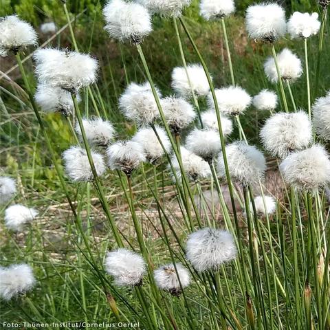 Nahaufnahme von Wollgras in einem Moorgebiet Thüringer Wald am Sommerbachskopf. Die weißen, watteartigen Blütenköpfe der Pflanzen stehen in dichten Büscheln auf langen, grünen Halmen. 
Unten links ist der Fotocredit „Foto: Thünen-Institut/Cornelius Oertel“ angegeben.