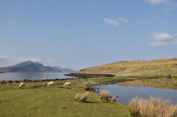 Sheep on a grassy area between loch and sea with tied island