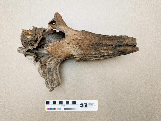 Bison horn core underside