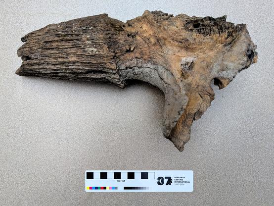 Bison horn core top down.