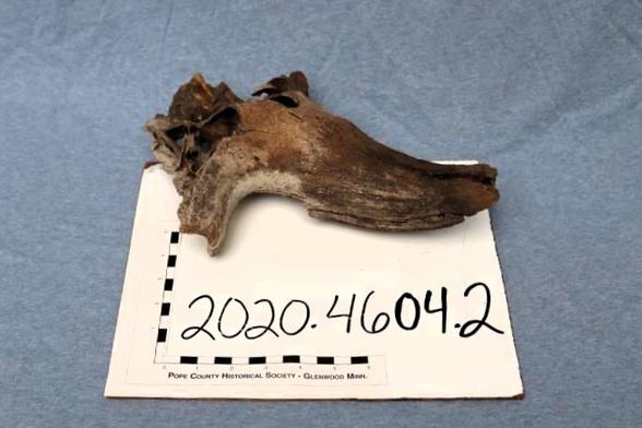 Bison horn core specimen photo