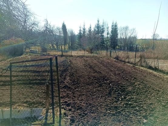 The tilled garden/field, with neat rows on the right where there was nothing in the way and somewhat less tidy at an angle on the left where there was a fence and a big tree with large roots. The soil looks dark and fertile.