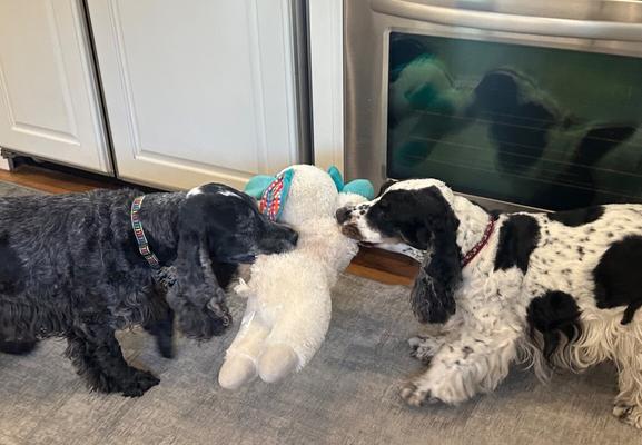 Two English Cocker Spaniel, in their kitchen, playing tug of war over a stuffed lamb chop.