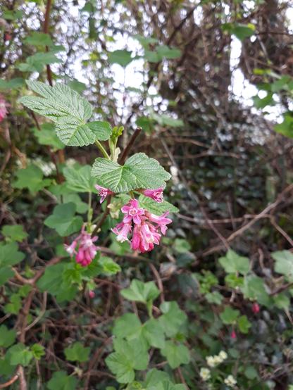 Gros plan sur des fleurs roses de groseilliers-fleurs