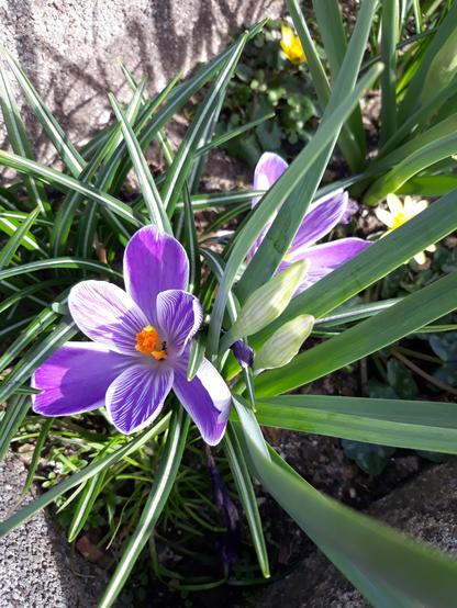 Crocus bleus bien épanouis, vus du dessus