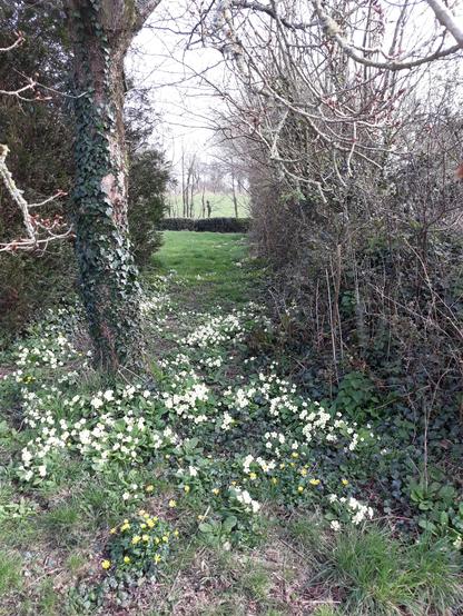 Passage le long d'une haie dans jardin tapissé de primevères jaunes sauvages