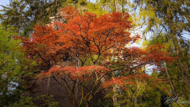 Photograph of a beautifully shaped red colored (likely) maple tree against a background of green foliage.