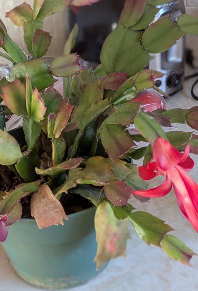 Christmas cactus with flowers and flower buds.