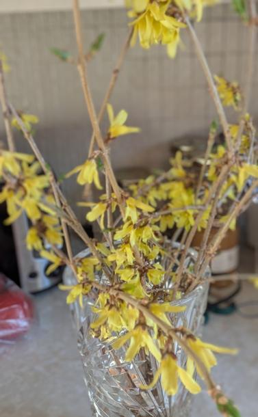 Forsythia branches with lots of yellow flowers.