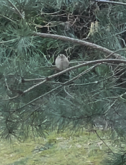 Foto van vogeltje in boom. Vogel is licht grijs en heeft op zijn kop zwarte, geel en zwarte streep. Weet jij wat het is?