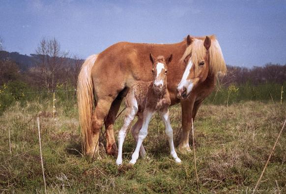 A palomino coloured mare (golden brown with cream mane and tail) with a white blaze is standing in a field next to her new born foal. The foal is the same colouring as his mother, also with a white blaze on his nose. His legs are splayed a little as he has only just stood up for the first time. His coat is a little curly and damp. He has white legs. His mother has her nose turned toward him as though she is softly wickering to him.