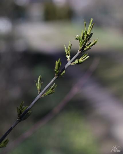 Nature’s Soft Rebirth