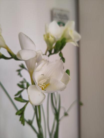 Branches of white Freesias