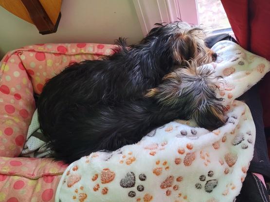 Imagine a cozy scene: Two small dogs are nestled together, sleeping peacefully in a soft, padded pet bed. The bed itself is a light pink color with scattered white polka dots, like a playful pattern on a child's toy.

The dogs are small and fluffy. They are Yorkie Mix littermates with longish, silky fur. The dog on the left has a darker coat, mostly black with hints of brown and gray mixed in. The dog on the right has a lighter coat, a mix of tan, gray, and white.  They are curled up together, their bodies touching, with their heads resting close to the edge of the bed.

The bed sits near a window, which is visible as a bright rectangle in the background.  A dark red curtain is draped along the right side of the window, suggesting it's closed, blocking out most of the light. This creates a warm, intimate feeling, as if the dogs are tucked away in their own little world.

The dogs are resting on a soft, white blanket. The blanket has a pattern of small, fuzzy paw prints in shades of brown and gray, adding a touch of whimsy and reinforcing the idea of a pet's special space.

Overall, the image conveys a sense of warmth, comfort, and peaceful slumber. The dogs are clearly relaxed and content, finding solace in each other's company and the softness of their bed. The scene is intimate and cozy, suggesting a safe haven for these furry companions.