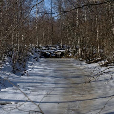 A frozen up canal, surrounded by trees, with an embankment with concrete drain pipes in distance.
