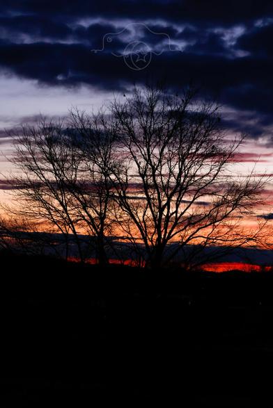 A silhouette of a tree against a Spring sunset.