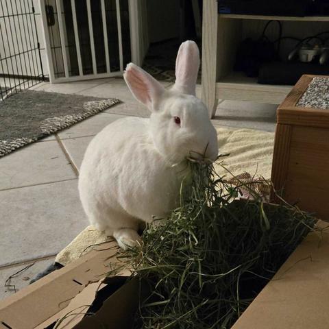 a large white rabbit eating hay out of a cardboard box