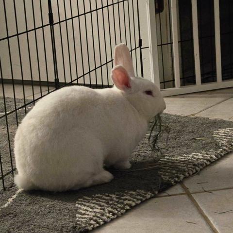 a large white rabbit hopping away with a mouthful of hay