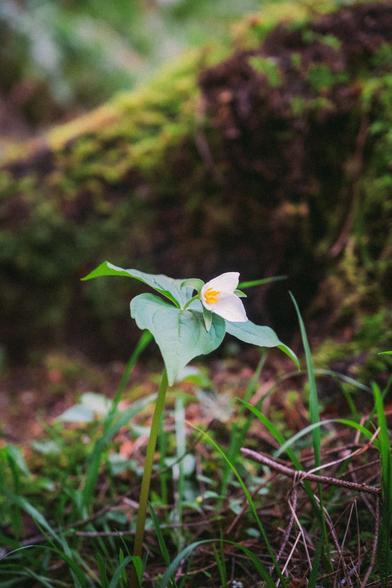 A photo of a Trillium in the forest in bloom