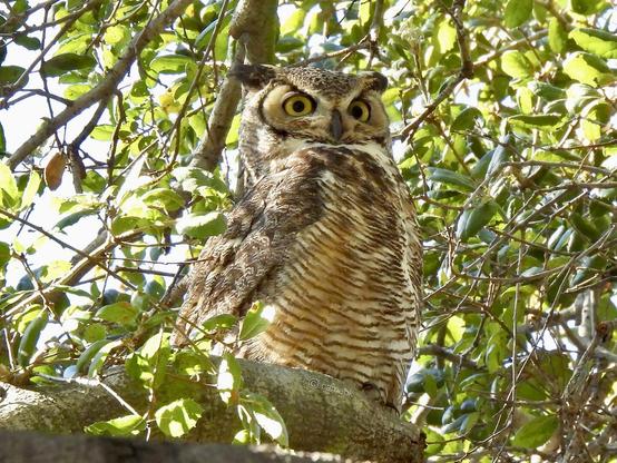 A large owl perched on a tree branch, showcasing its majestic feathers and keen gaze in a natural setting.