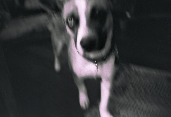 A blurry picture of a woebegone-looking dog, his ghosty eye shining like a bleary old drunk seeing booze.